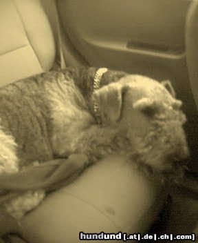 Airedale-Terrier Hunde Foto 19388 Airedale-Terrier Lara im Auto