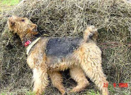 Airedale-Terrier ..ist das ein Duft..ich könnte wegtreten..Inka vom Musikwinkel