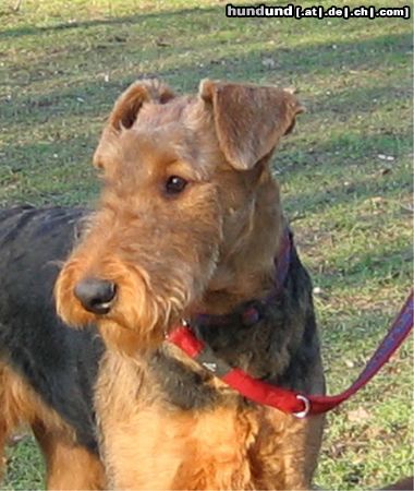 Airedale-Terrier Hunde Foto 18530 Airedale-Terrier Hombre Paul vom roten Milan