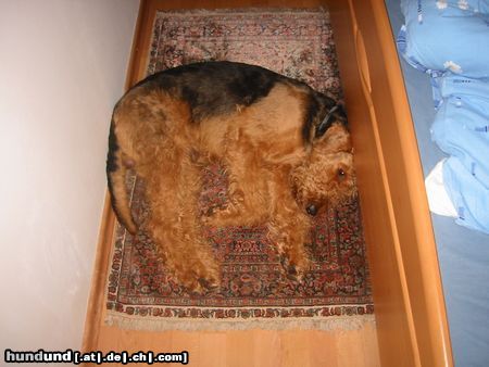 Airedale-Terrier Hunde Foto 14791 in höherer Auflösung ansehen Airedale-Terrier bei Frauchen u. Herrchen fühlt man sich wohl