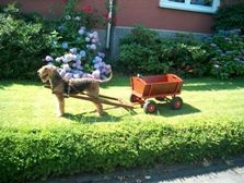 Airedale-Terrier Hunde Foto 31537 Airedale-Terrier Auch als Zughund ist der Airdale Terrier geeignet. Impression Of My Mind (Impy) / Zwinger Of Impy`s Garden