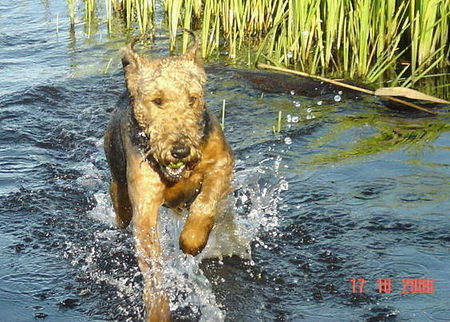 Airedale-Terrier Hunde Foto 34941 in höherer Auflösung ansehen Airedale-Terrier Inka....von der Pirsch >>>>>>
