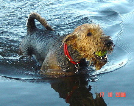 Airedale-Terrier Hunde Foto 34942 in höherer Auflösung ansehen Airedale-Terrier >>>>>> durch's nasse Element >>>>>>>