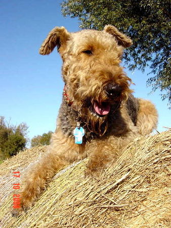 Airedale-Terrier Hunde Foto 34943 in höherer Auflösung ansehen Airedale-Terrier >>>>>> zum Trocknen auf's Stroh ......Inka