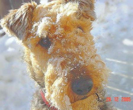 Airedale-Terrier Hunde Foto 33291 in höherer Auflösung ansehen Airedale-Terrier Das von Gerd Siegel von Inka eingestellte Foto bitte ich herauszunehmen, da ich seit Sept. 2005 Besitzer von Inka bin.