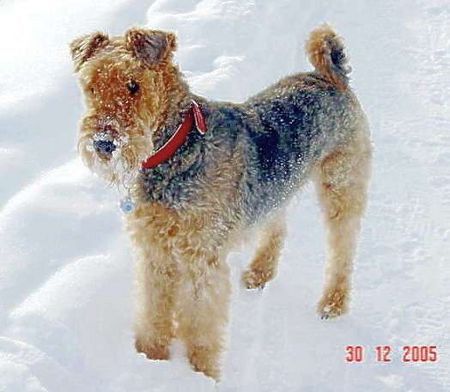 Airedale-Terrier Hunde Foto 33292 in höherer Auflösung ansehen Airedale-Terrier Das von Gerd Siegel von Inka eingestellte Foto bitte ich herauszunehmen, da ich seit Sept. 2005 Besitzer von Inka bin.