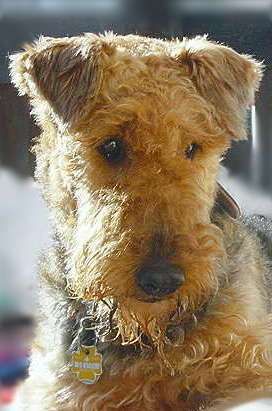 Airedale-Terrier Das von Gerd Siegel von Inka eingestellte Foto bitte ich herauszunehmen, da ich seit Sept. 2005 Besitzer von Inka bin.