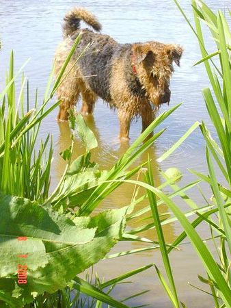 Airedale-Terrier Airedale...pudelnass