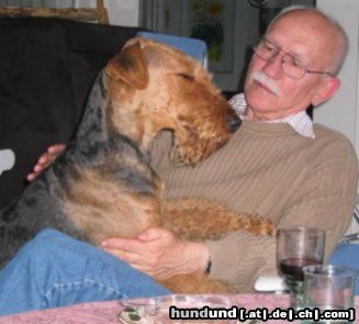 Airedale-Terrier Hunde Foto 26261 in höherer Auflösung ansehen Airedale-Terrier Bei Dir bin ich zuhause
