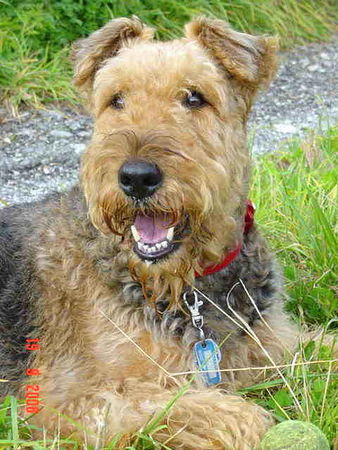 Airedale-Terrier ..immer ein Lächeln..Inka vom Musikwinkel