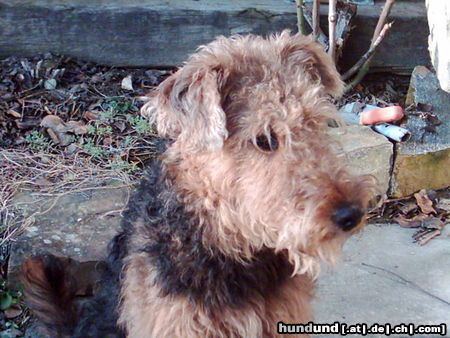 Airedale-Terrier Hunde Foto 26048 Airedale-Terrier