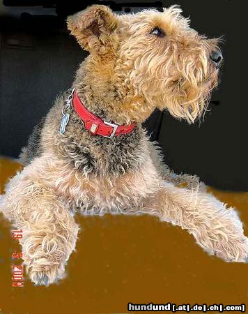 Airedale-Terrier Hunde Foto 44310 in höherer Auflösung ansehen Airedale-Terrier Immer neugierig...Inka vom Musikwinkel
