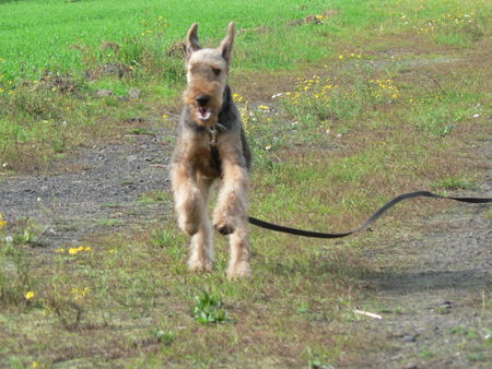 Airedale-Terrier Branca v. Fuestrup: Flughund