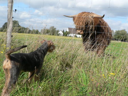 Airedale-Terrier Branca v. Fuestrup: Huch, was bist du denn?