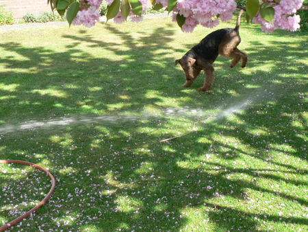 Airedale-Terrier Branca v. Fuestrup: Wasser macht Spaß!!