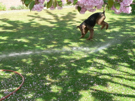 Airedale-Terrier Hunde Foto 41436 in höherer Auflösung ansehen Airedale-Terrier Branca v. Fuestrup: Wasser macht Spaß!!