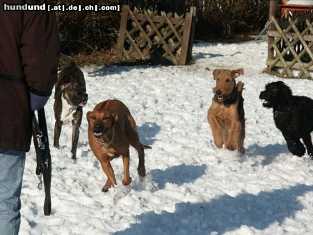 Airedale-Terrier Hunde Foto 4483 Airedale-Terrier Mit meinen Freunden auf winterlicher Jagd