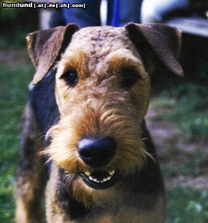Airedale-Terrier Hunde Foto 17056 Airedale-Terrier Charon