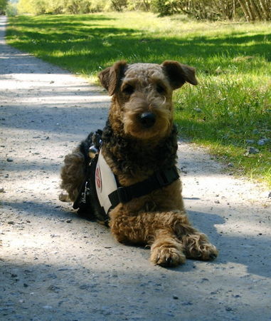 Airedale-Terrier Rettungshundeprüfung