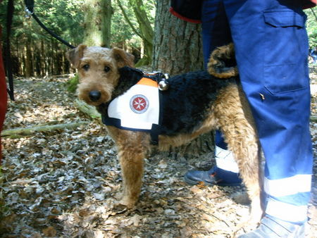 Airedale-Terrier Rettungshundeprüfung