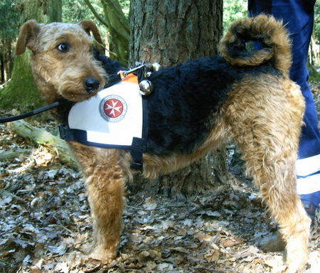 Airedale-Terrier Rettungshundeprüfung