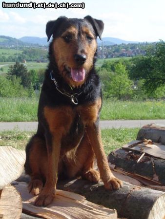 Airedale-Terrier Hunde Foto 22918 in höherer Auflösung ansehen Airedale-Terrier Ronja (Airedale Terrier - Rottweiler)