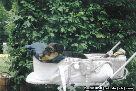 Airedale-Terrier Hunde Foto 17057 in höherer Auflösung ansehen Airedale-Terrier Charon 9 Wochen