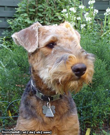 Airedale-Terrier Hunde Foto 25083 Airedale-Terrier Kilian von Sarmatmeer
