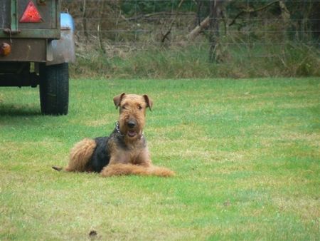 Airedale-Terrier Ich bleibe auf mein platz