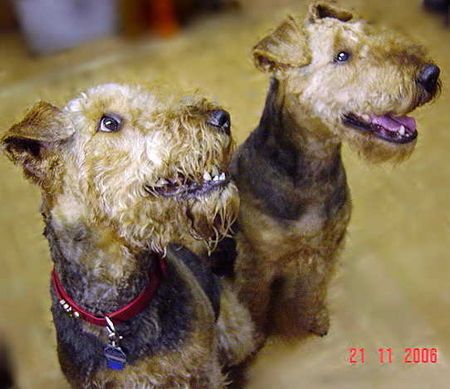 Airedale-Terrier ...Mutter und Tochter...die Tochter ist die mit dem Vollbart...