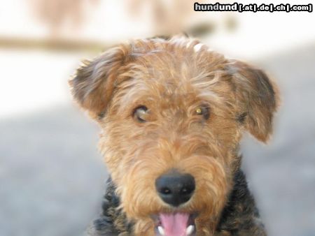 Airedale-Terrier Hunde Foto 15256 in höherer Auflösung ansehen Airedale-Terrier