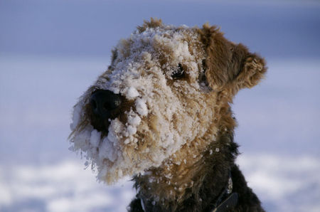 Airedale-Terrier Hunde Foto 30575 Airedale-Terrier Zita (11 1/2)