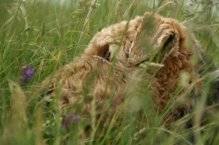 Airedale-Terrier Hunde Foto 32783 Airedale-Terrier Zita im Glück