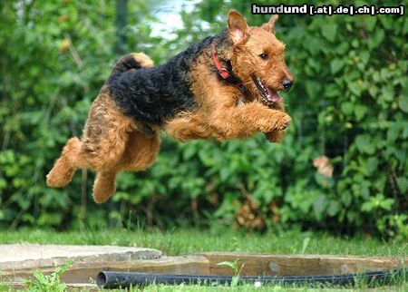 Airedale-Terrier Hunde Foto 24610 in höherer Auflösung ansehen Airedale-Terrier Addy in der BH1 Ausbildung PSV-Salzburg