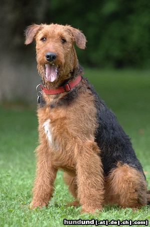 Airedale-Terrier Hunde Foto 24612 in höherer Auflösung ansehen Airedale-Terrier Addy vom Roßstein