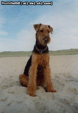 Airedale-Terrier Hunde Foto 3530 Airedale-Terrier Leene auf Texel