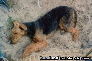 Airedale-Terrier Hunde Foto 3531 Airedale-Terrier Leene auf Texel