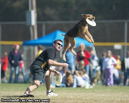 Airedale-Terrier Hunde Foto 23480 in höherer Auflösung ansehen Airedale-Terrier Frisbee Dogs aus Amerika