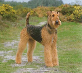 Airedale-Terrier Hunde Foto 23 Airedale-Terrier