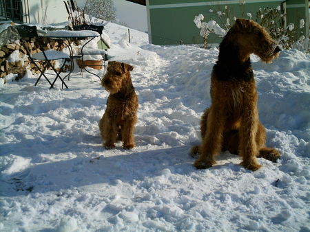 Airedale-Terrier Hunde Foto 32244 Airedale-Terrier Schneemänner