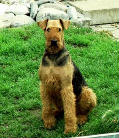 Airedale-Terrier Hunde Foto 1705 Airedale-Terrier Das ist unser Hund Bojar von Miriqquidi