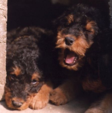 Airedale-Terrier Hunde Foto 1356 Airedale-Terrier Uns geht's gut!