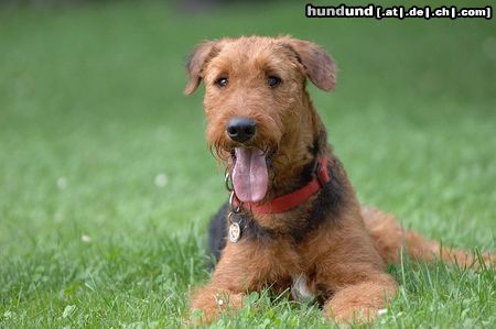 Airedale-Terrier Hunde Foto 24611 in höherer Auflösung ansehen Airedale-Terrier Addy vom Roßstein