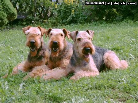 Airedale-Terrier Hunde Foto 12761 Airedale-Terrier Peggy von den Eschen, Caja´s Amber Rose, Caja´s D´En Vogue