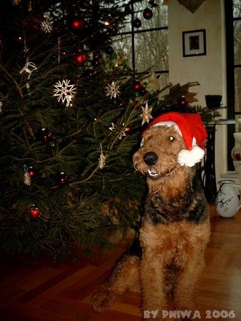 Airedale-Terrier Pollux freut sich auf Weihnachten