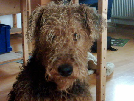Airedale-Terrier Hunde Foto 32493 Airedale-Terrier etwas verwildert...