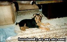 Airedale-Terrier Hunde Foto 19381 Airedale-Terrier Lara 11 Wochen