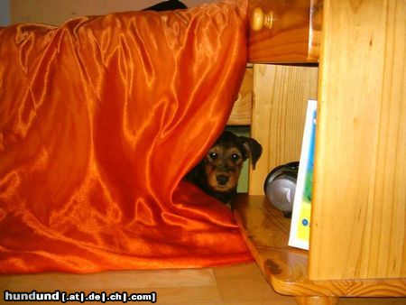 Airedale-Terrier Hunde Foto 17323 in höherer Auflösung ansehen Airedale-Terrier Lara mit ca. 6 Wochen - noch etwas scheu
