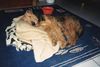 Airedale-Terrier Foto: man bin geschafft (ID 14181) Airedale-Terrier Hund