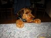 Airedale-Terrier Foto: Der Airedale-Welpe als Küchenkontrollor (ID 2164) Airedale-Terrier Hund